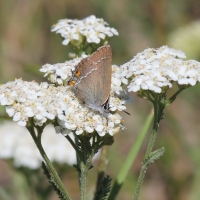 Bulgaria Naturetrek 2011