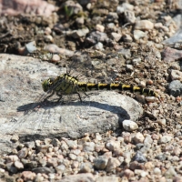 Bulgaria Naturetrek 2011