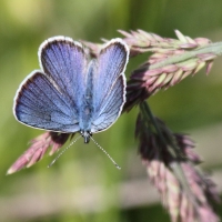 Bulgaria Naturetrek 2011