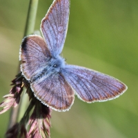 Bulgaria Naturetrek 2011