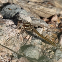 Bulgaria Naturetrek 2011