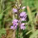 Bulgaria Naturetrek 2011