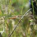 Bulgaria Naturetrek 2011