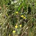 Bulgaria Naturetrek 2011