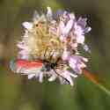 Bulgaria Naturetrek 2011