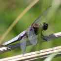 Bulgaria Naturetrek 2011