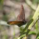 Bulgaria Naturetrek 2011