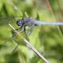 Bulgaria Naturetrek 2011