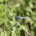 Bulgaria Naturetrek 2011