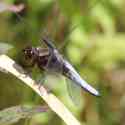 Bulgaria Naturetrek 2011