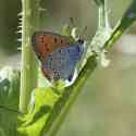 Bulgaria Naturetrek 2011