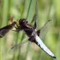 Bulgaria Naturetrek 2011