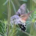 Bulgaria Naturetrek 2011