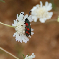 Bulgaria Naturetrek 2011