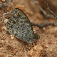 Bulgaria Naturetrek 2011