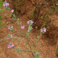 Bulgaria Naturetrek 2011