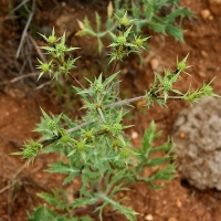 Bulgaria Naturetrek 2011