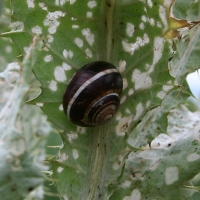 Bulgaria Naturetrek 2011