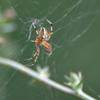 Bulgaria Naturetrek 2011