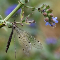 Bulgaria Naturetrek 2011