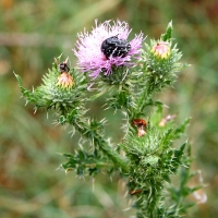 Bulgaria Naturetrek 2011