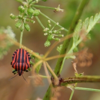 Bulgaria Naturetrek 2011