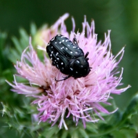 Bulgaria Naturetrek 2011