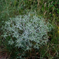 Bulgaria Naturetrek 2011