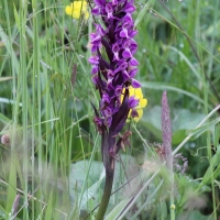 Bulgaria Naturetrek 2011