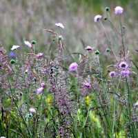 Bulgaria Naturetrek 2011