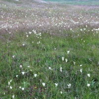 Bulgaria Naturetrek 2011