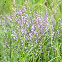 Bulgaria Naturetrek 2011