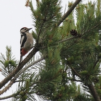 Bulgaria Naturetrek 2011