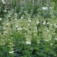 Bulgaria Naturetrek 2011