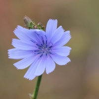 Bulgaria Naturetrek 2011