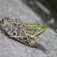 Bulgaria Naturetrek 2011