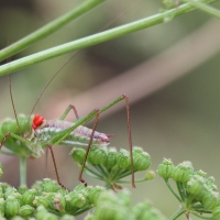 Bulgaria Naturetrek 2011