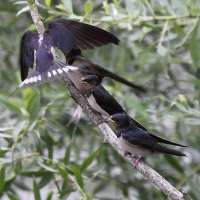 Bulgaria Naturetrek 2011