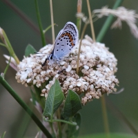 Bulgaria Naturetrek 2011