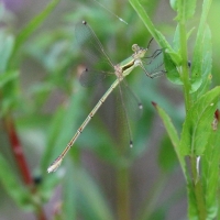 Bulgaria Naturetrek 2011