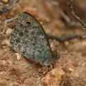 Bulgaria Naturetrek 2011