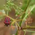 Bulgaria Naturetrek 2011