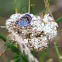 Bulgaria Naturetrek 2011