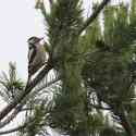 Bulgaria Naturetrek 2011