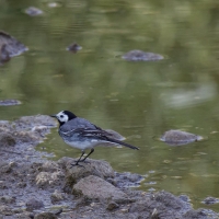 Bulgaria Naturetrek 2011