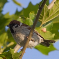 Bulgaria Naturetrek 2011