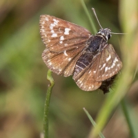 Bulgaria Naturetrek 2011