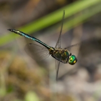 Bulgaria Naturetrek 2011