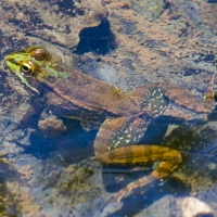 Bulgaria Naturetrek 2011