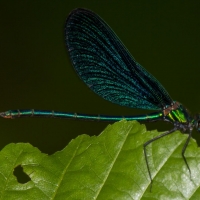 Bulgaria Naturetrek 2011